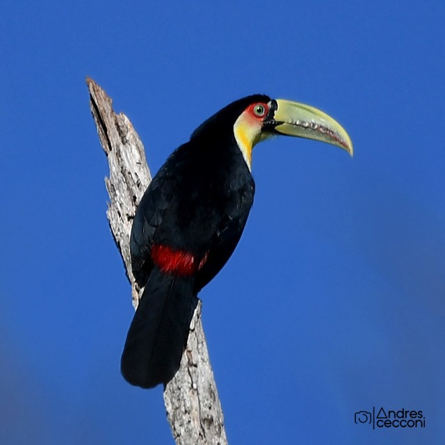 Red-breasted Toucan - ML358713231