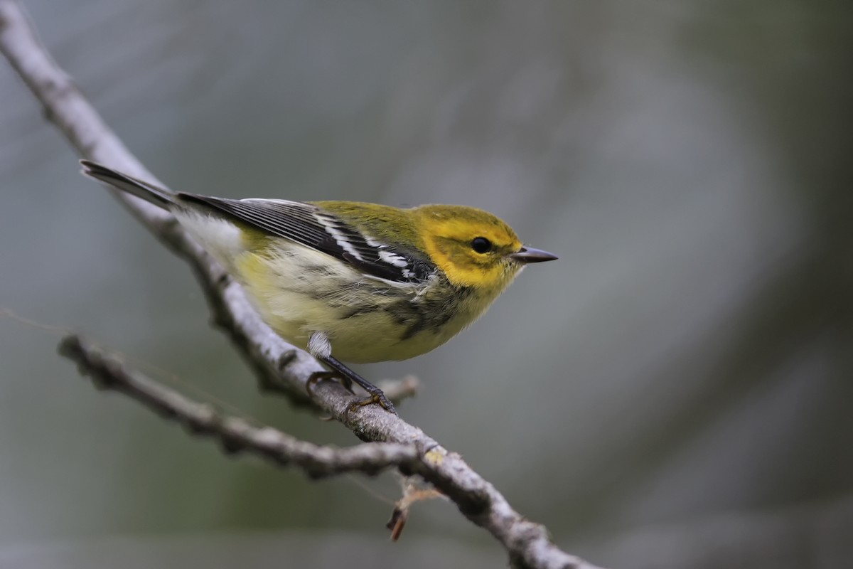 Black-throated Green Warbler - ML35871401