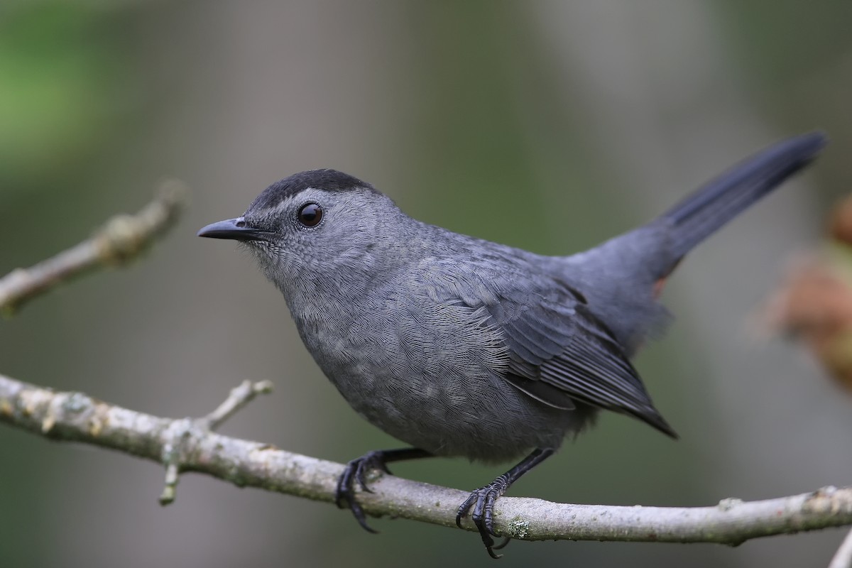 Gray Catbird - Don Blecha