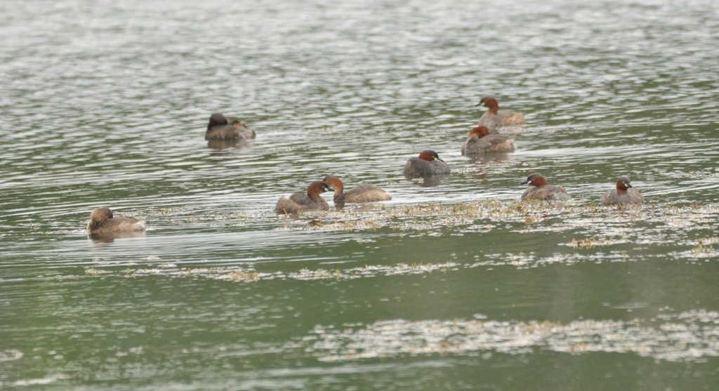 Little Grebe - ML358715951