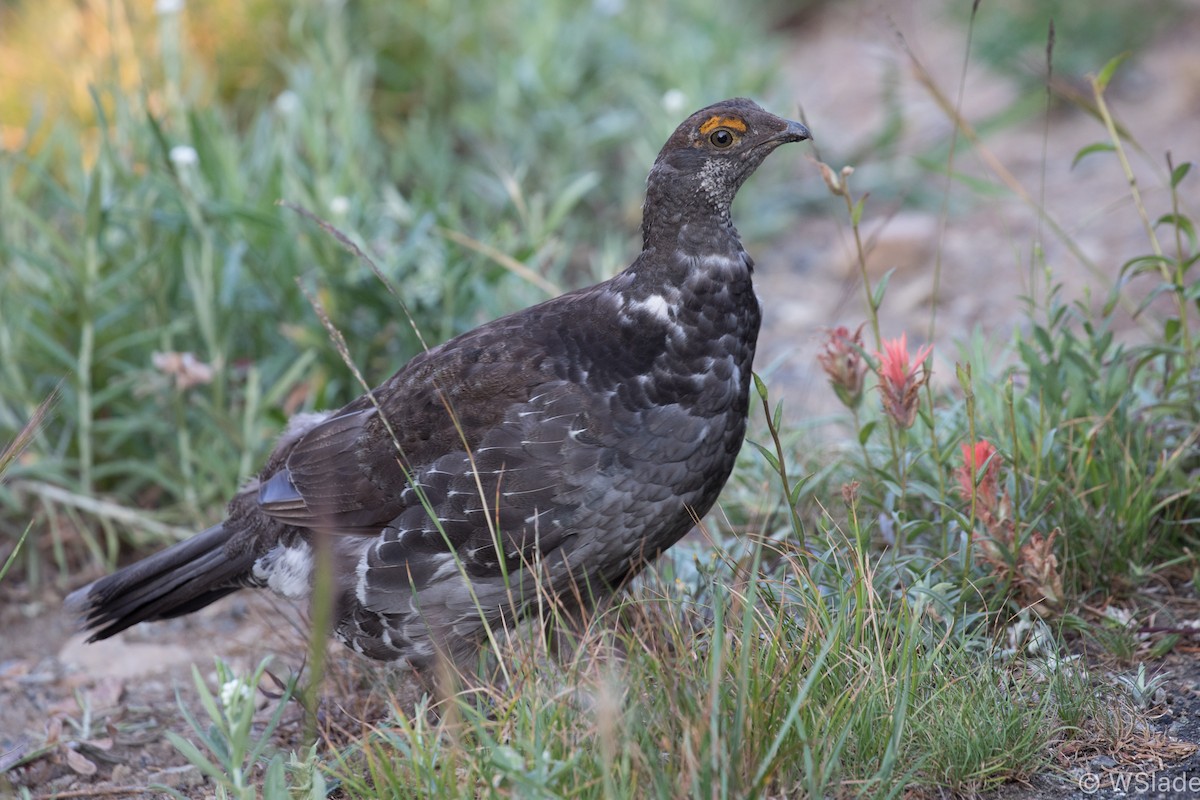 Sooty Grouse - Wayne Sladek