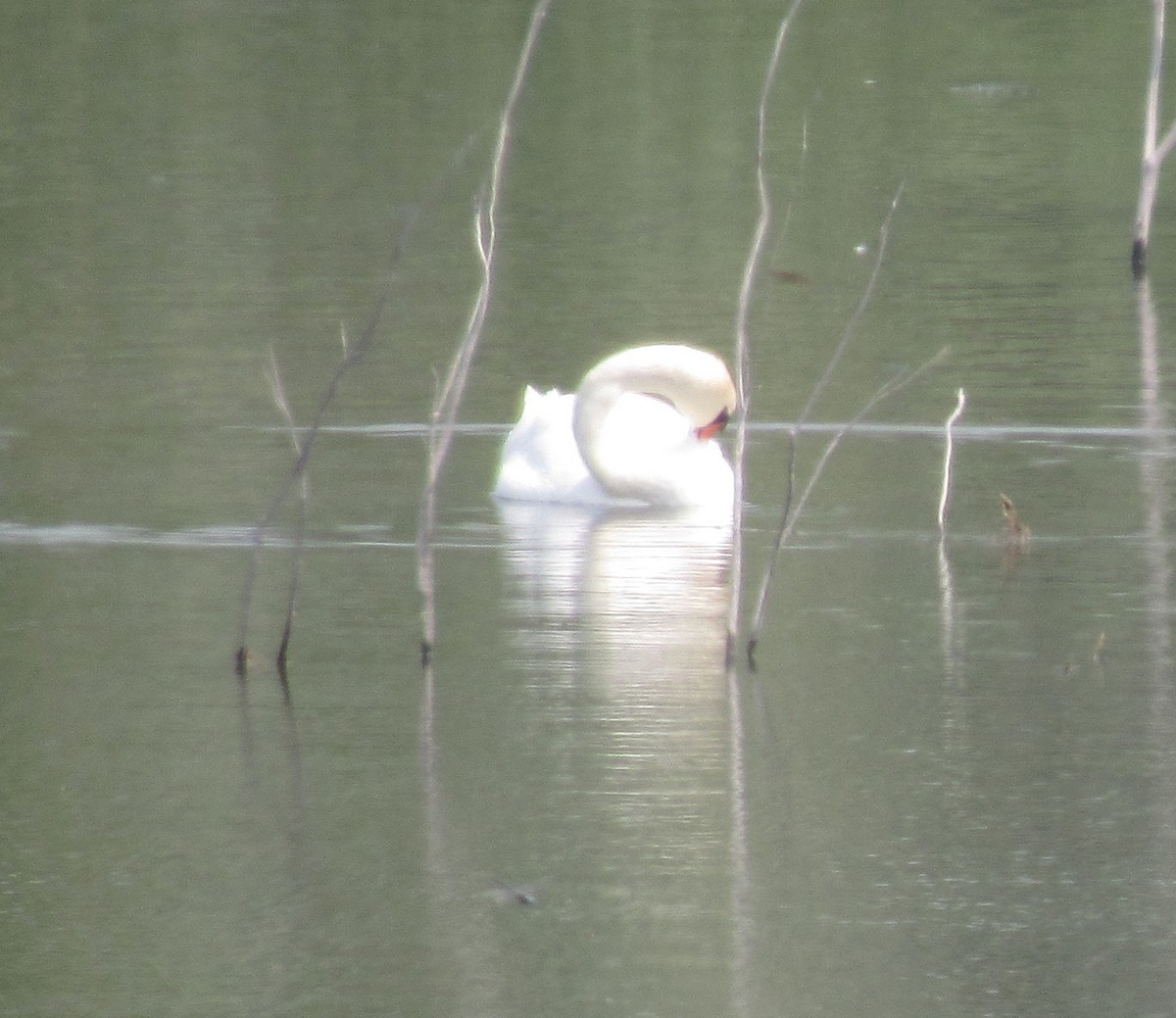 Mute Swan - ML358717821