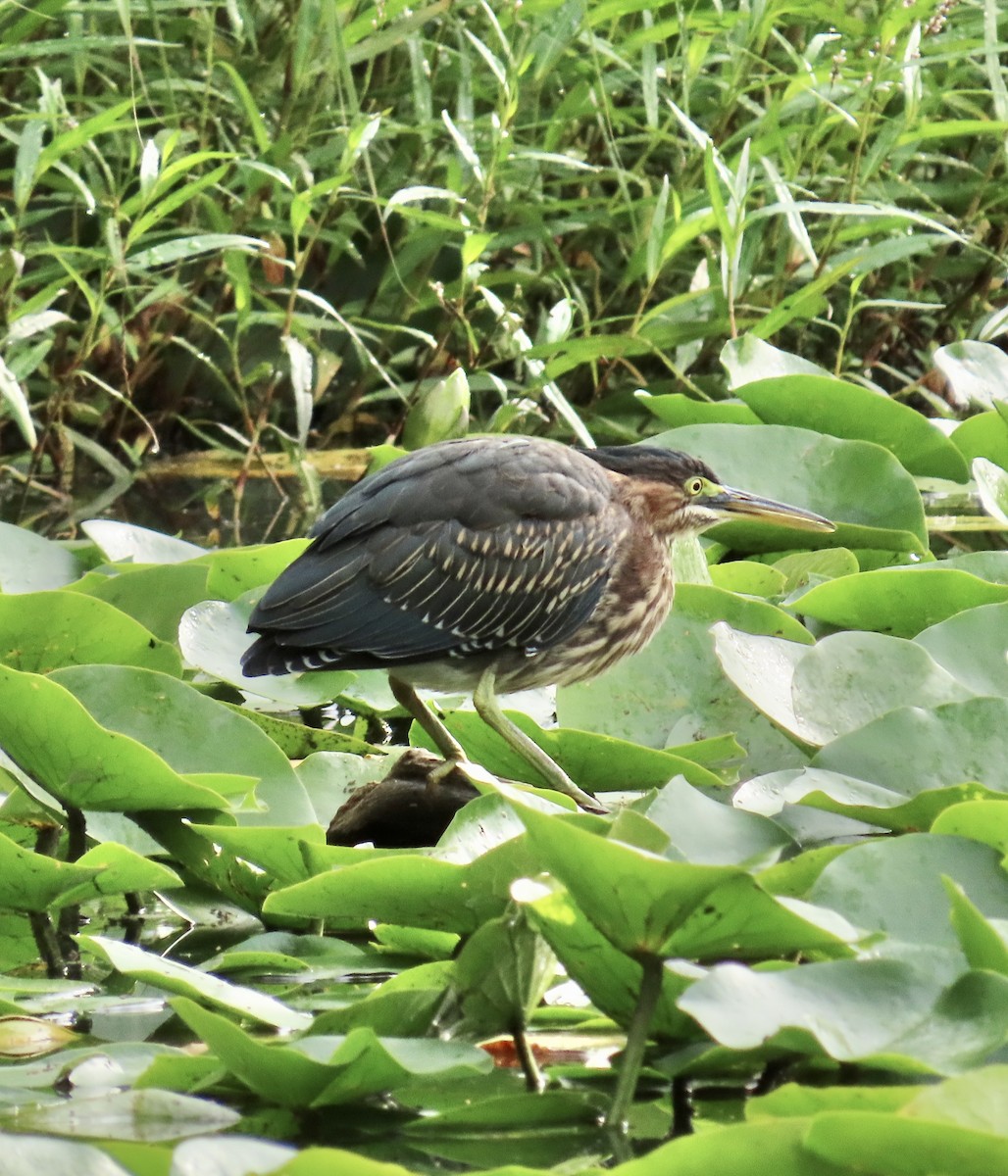 Green Heron - ML358718801