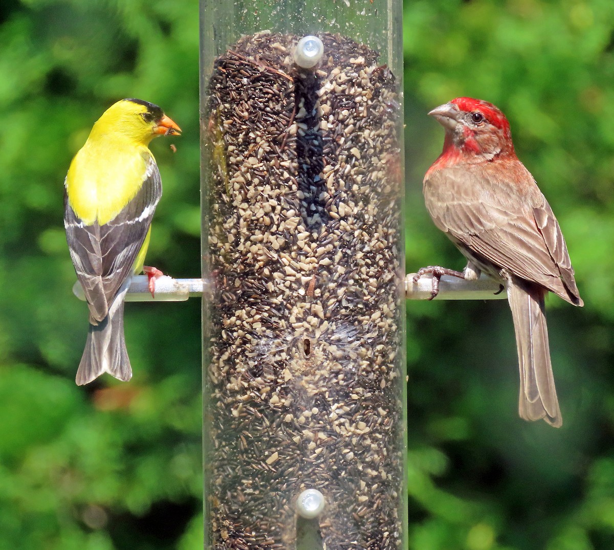 American Goldfinch - Shilo McDonald