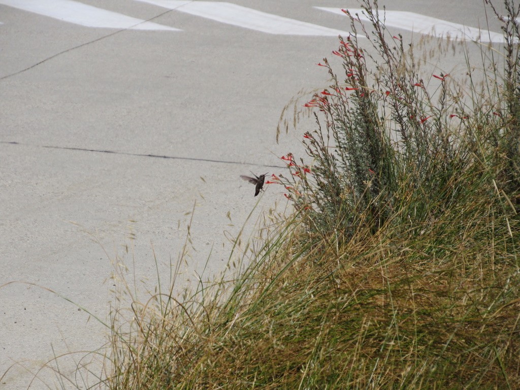 Anna's Hummingbird - ML358719091