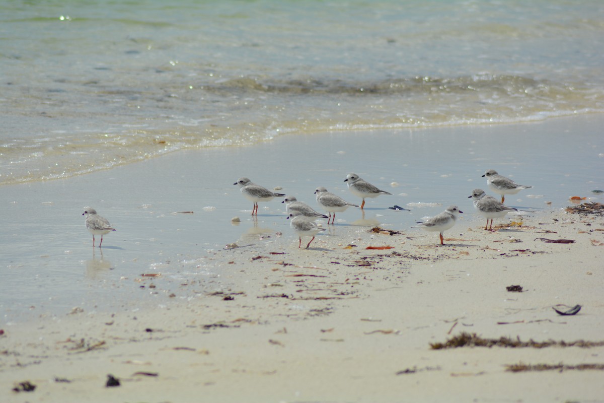 Piping Plover - ML35871921