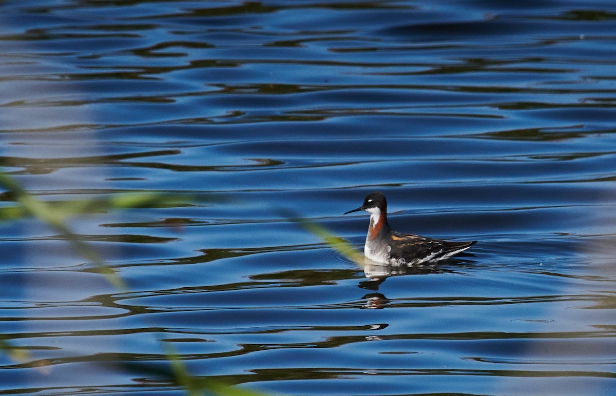 Red-necked Phalarope - ML358719711