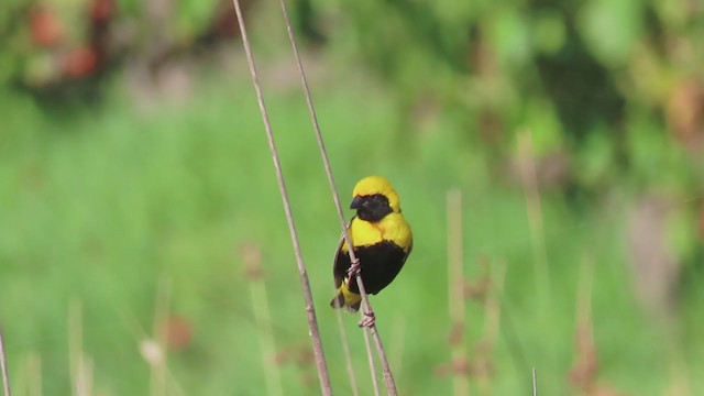 Yellow-crowned Bishop - ML358719971