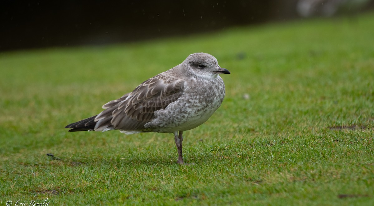 Common Gull - ML358720041