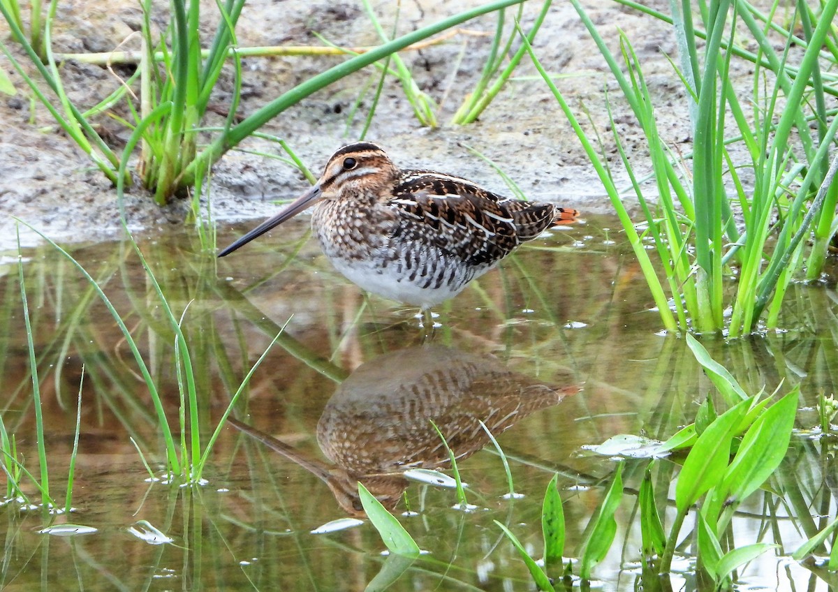 Wilson's Snipe - David Edwards