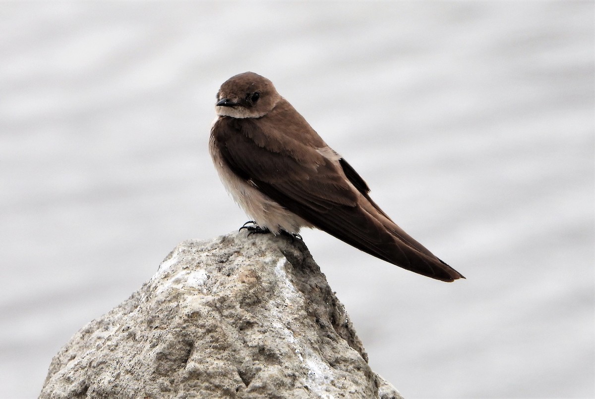 Northern Rough-winged Swallow - David Edwards