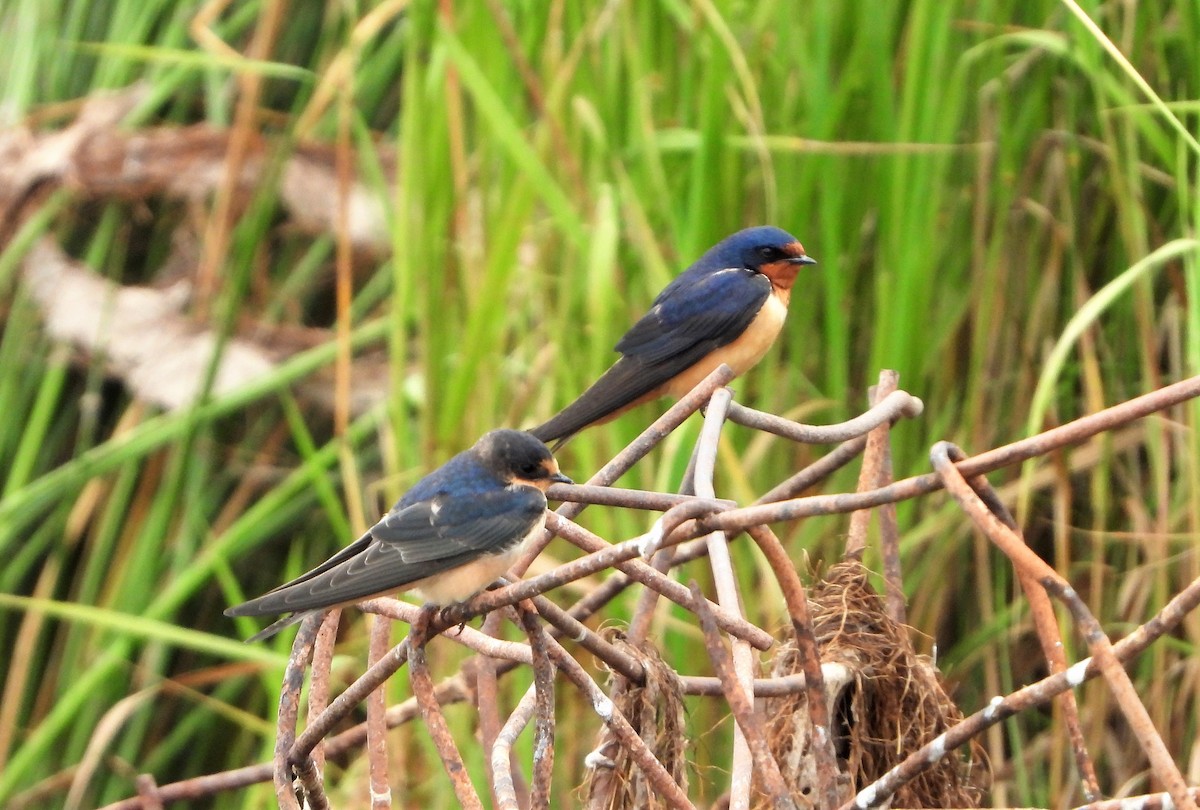 Golondrina Común - ML358722061