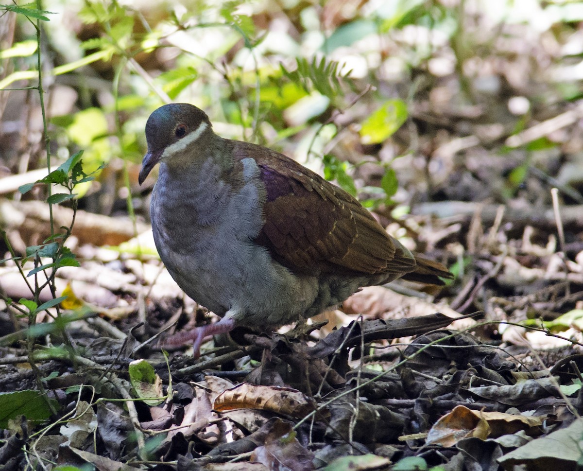 Key West Quail-Dove - ML35872271