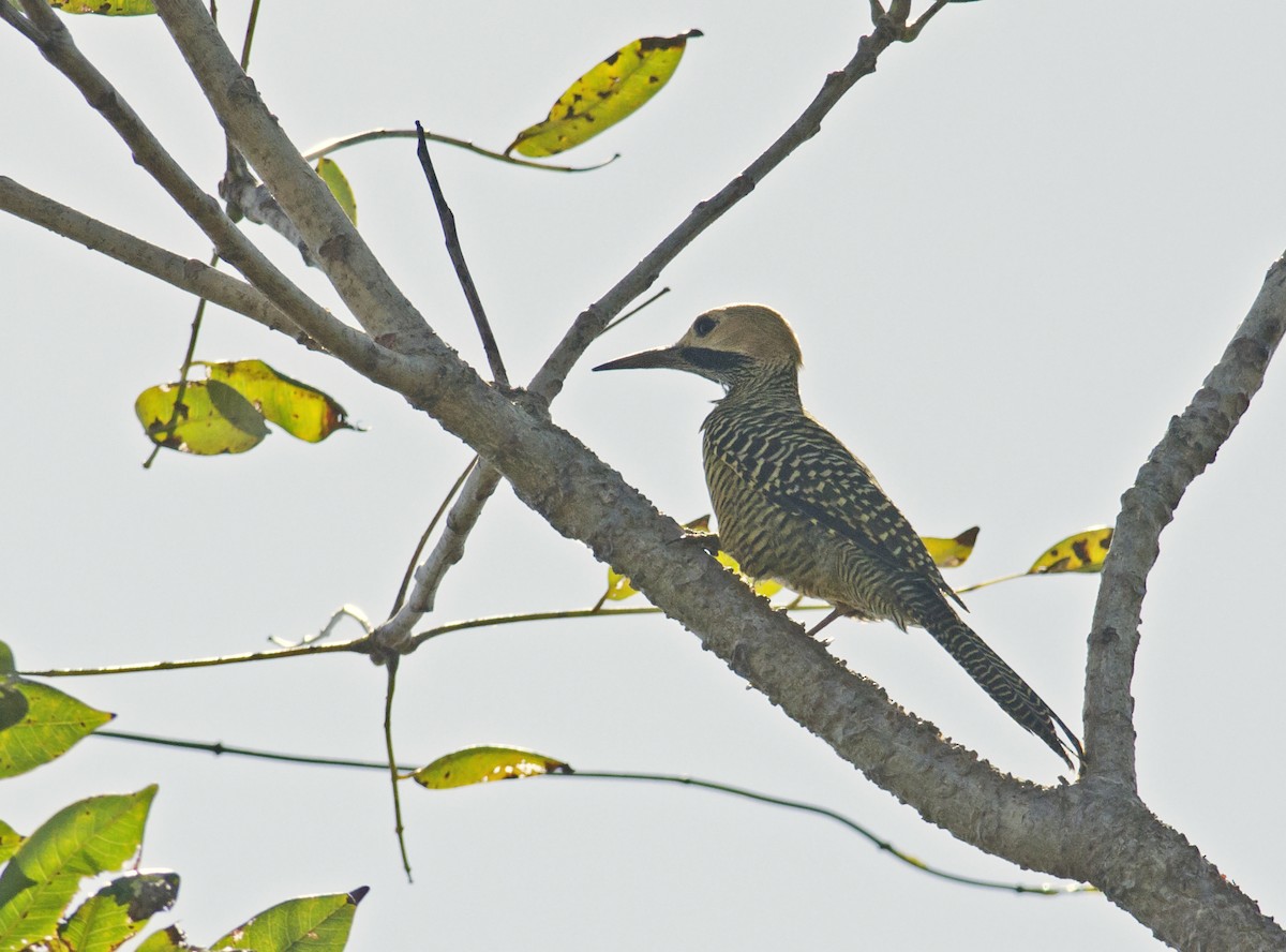 Fernandina's Flicker - ML35872321