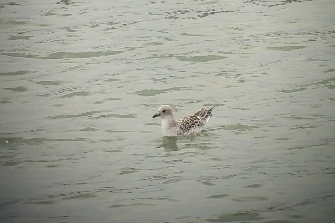 Gaviota Cabecinegra - ML358723661