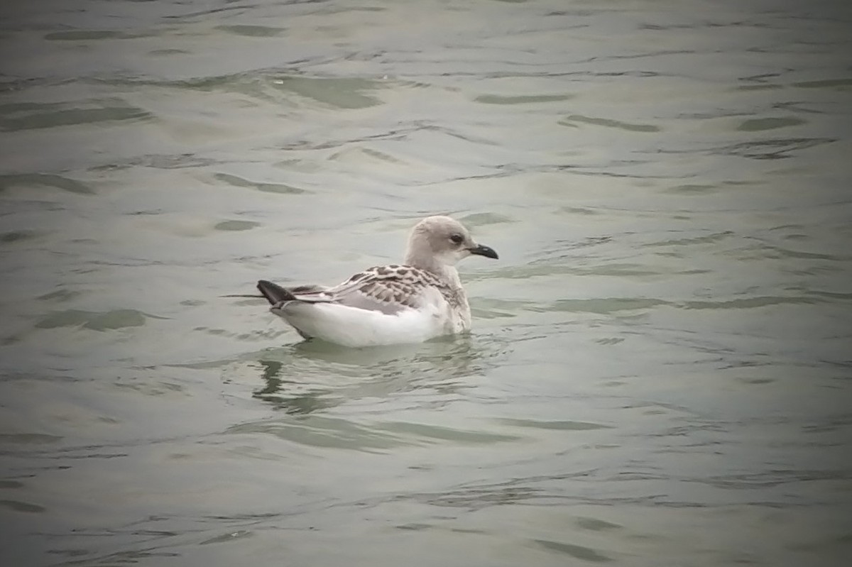 Gaviota Cabecinegra - ML358723671