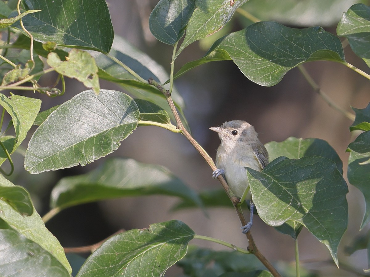 Bell's Vireo - ML358724221