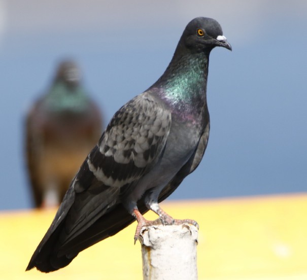 Rock Pigeon (Feral Pigeon) - ML358725091