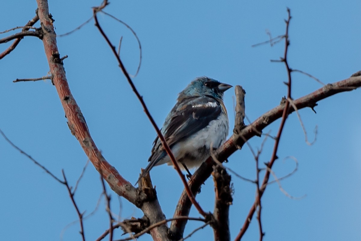 Lazuli Bunting - ML358725771