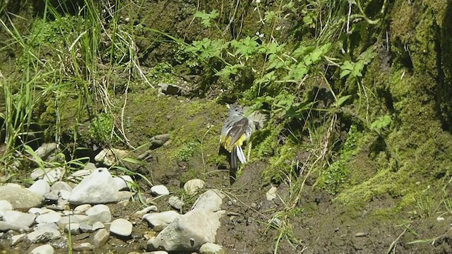 Gray Wagtail - ML358729091