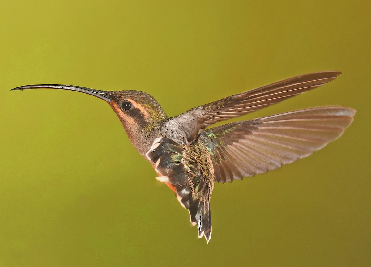 Gray-chinned Hermit - ML358729461