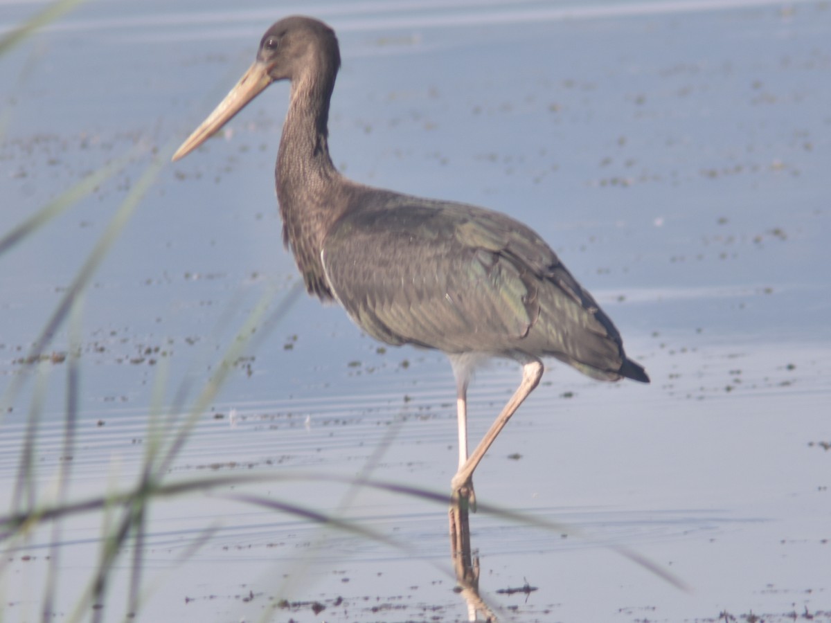 Black Stork - ML358730921