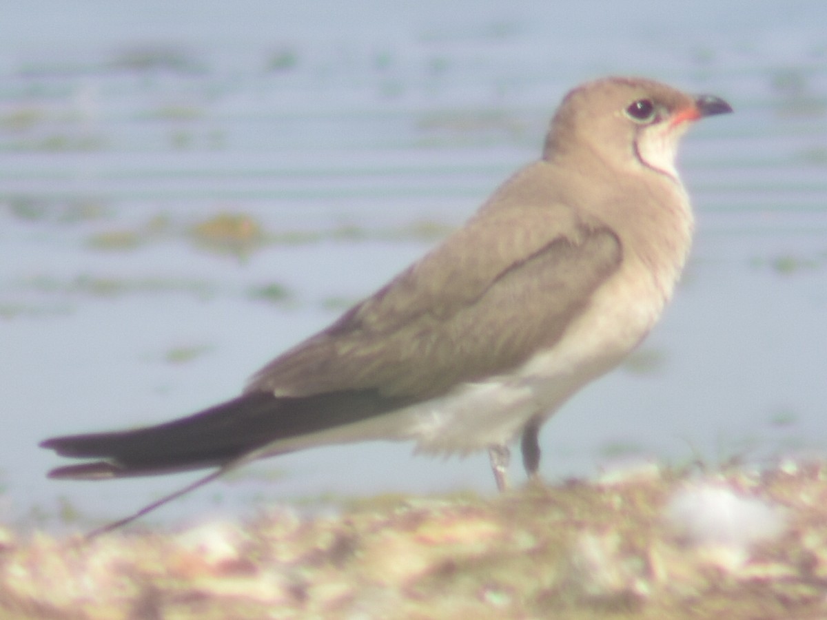 Collared Pratincole - ML358731241