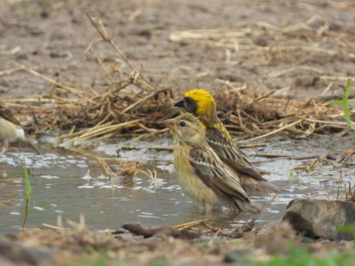 Baya Weaver - ML358731681