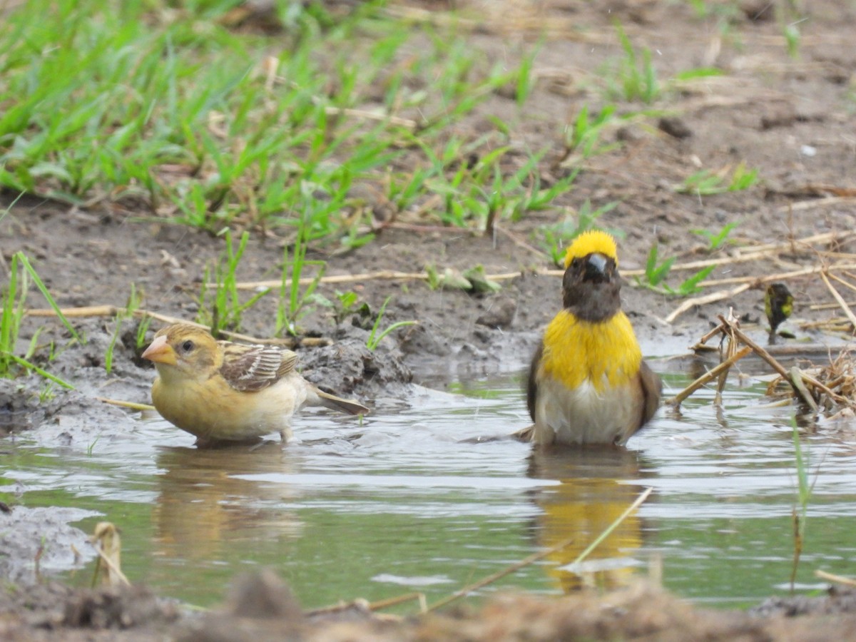 Baya Weaver - ML358731721