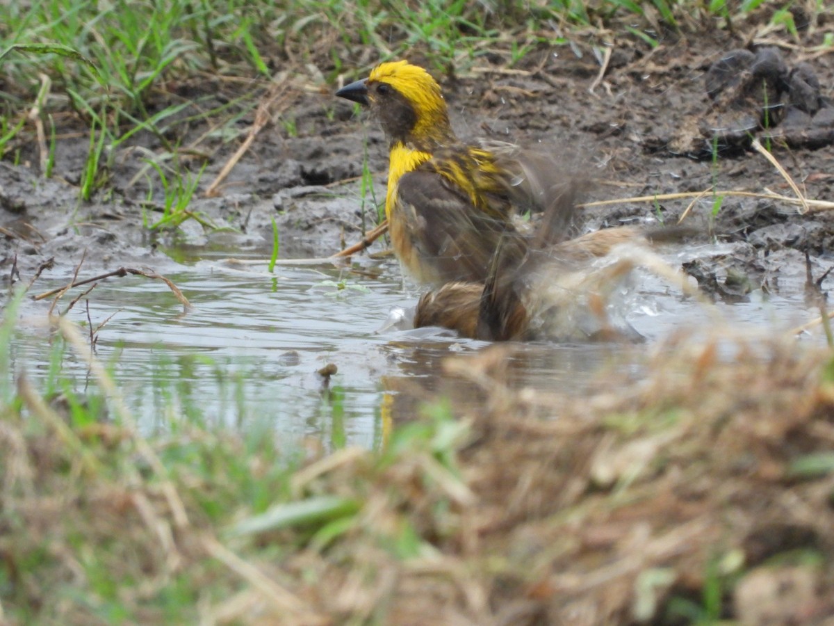 Baya Weaver - ML358731751