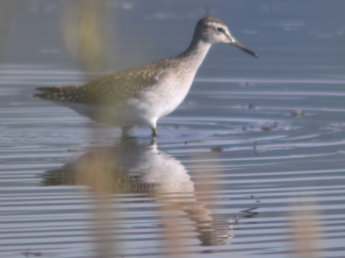 Wood Sandpiper - Metin Güzeliş