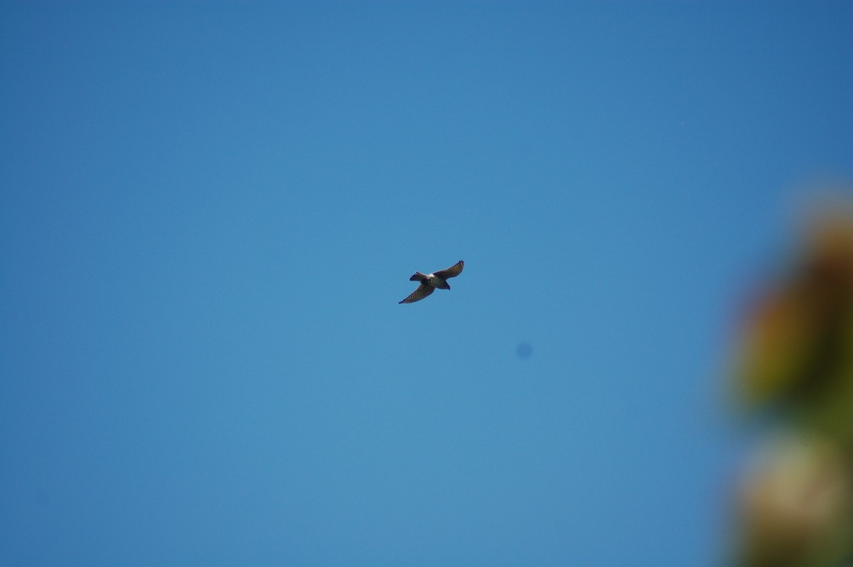 American Kestrel - David Brinkman