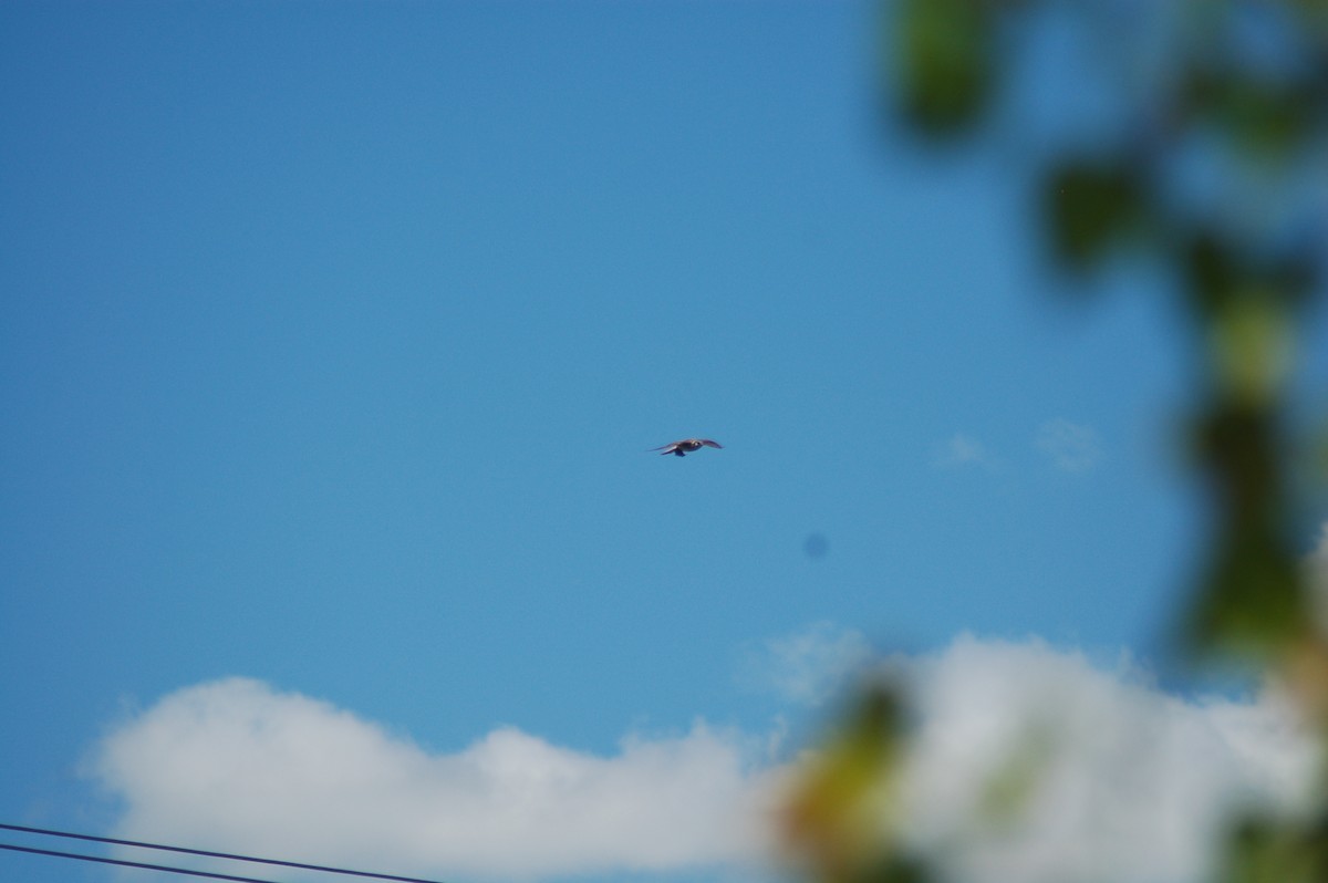 アメリカチョウゲンボウ - ML358733381