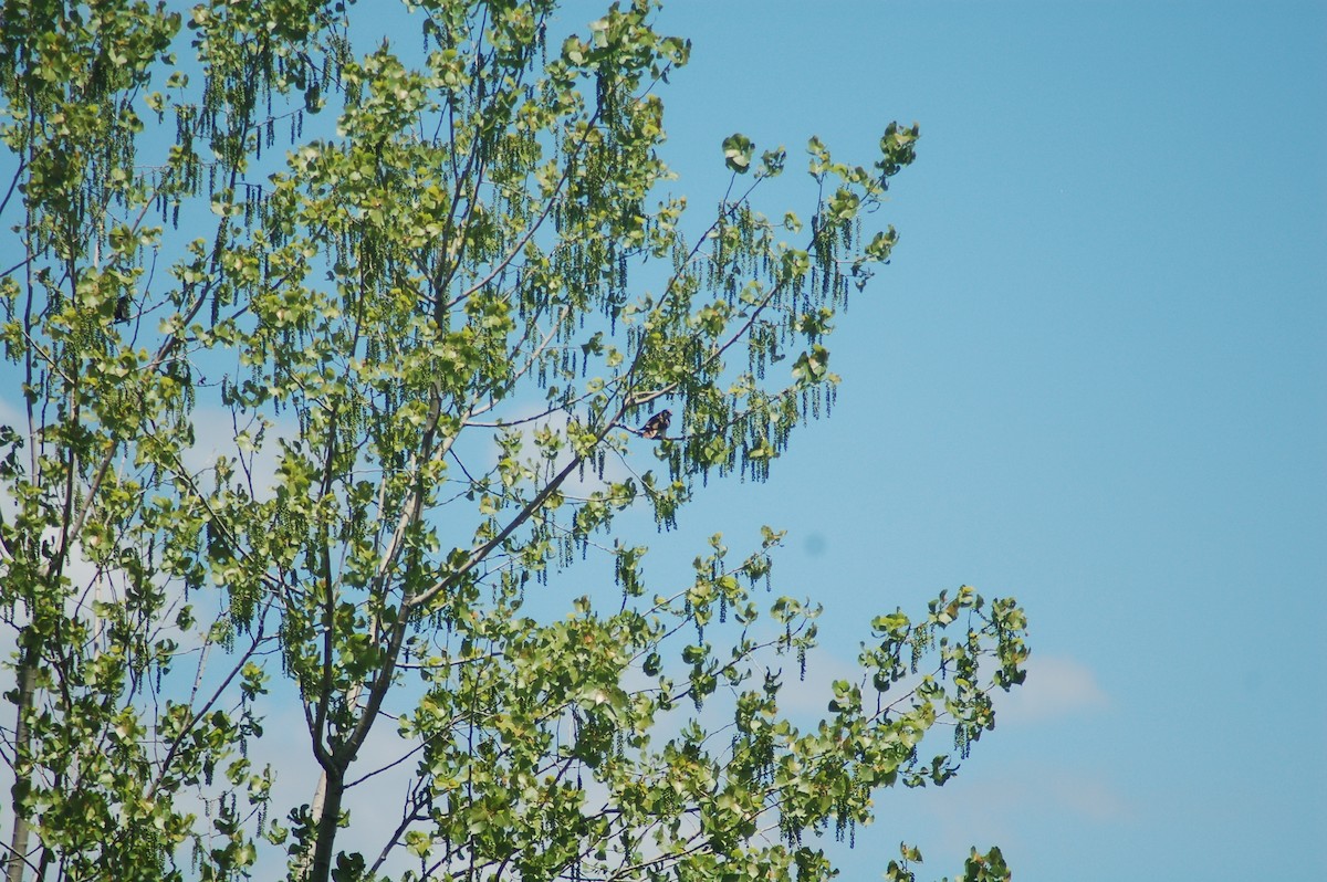 アメリカチョウゲンボウ - ML358733391