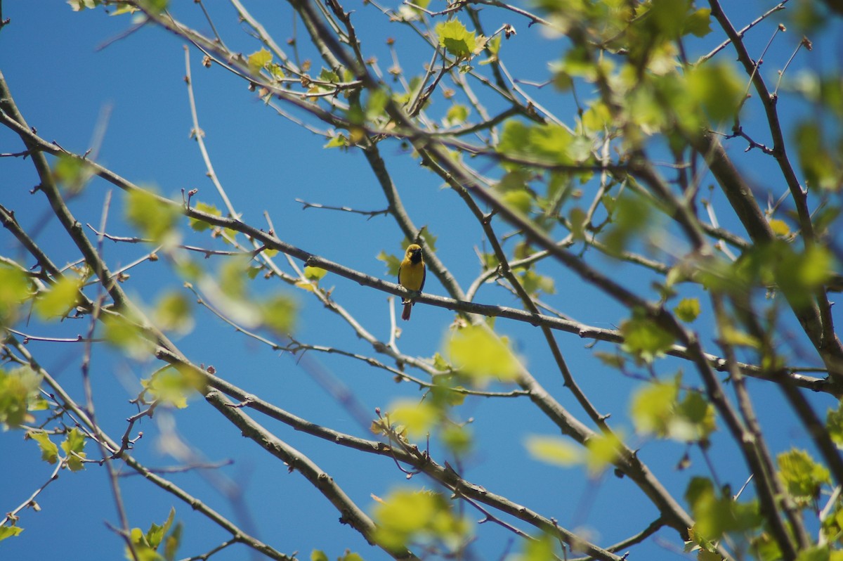 アカクロムクドリモドキ - ML358734191