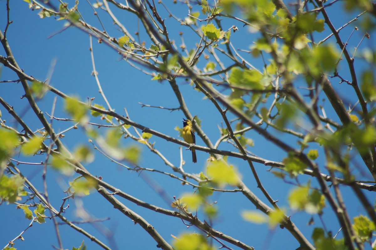 アカクロムクドリモドキ - ML358734241