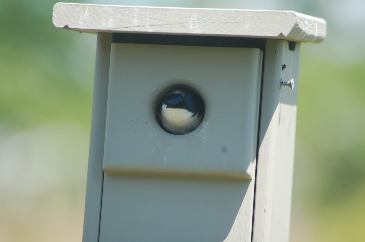 Tree Swallow - David Brinkman