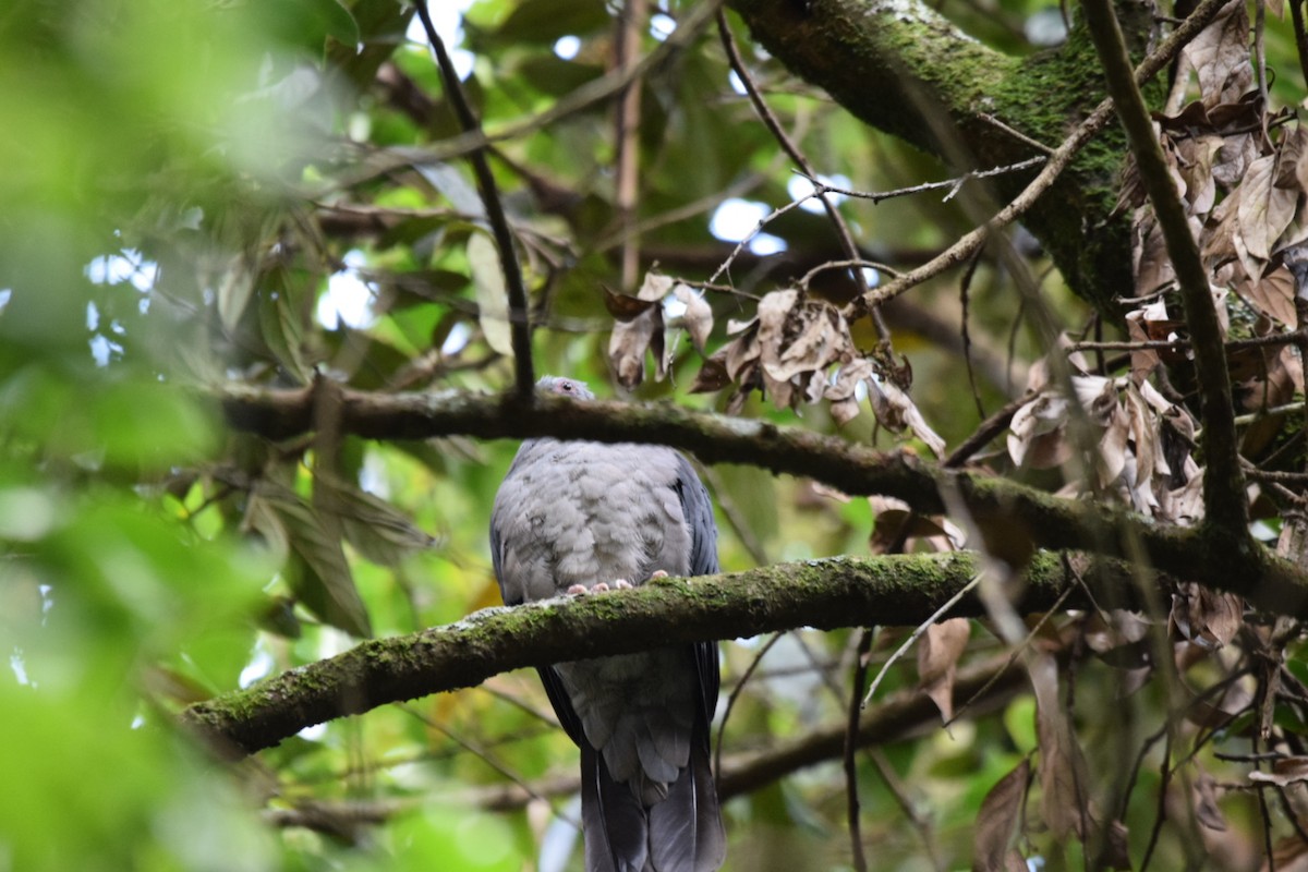 Nilgiri Wood-Pigeon - ML358735471