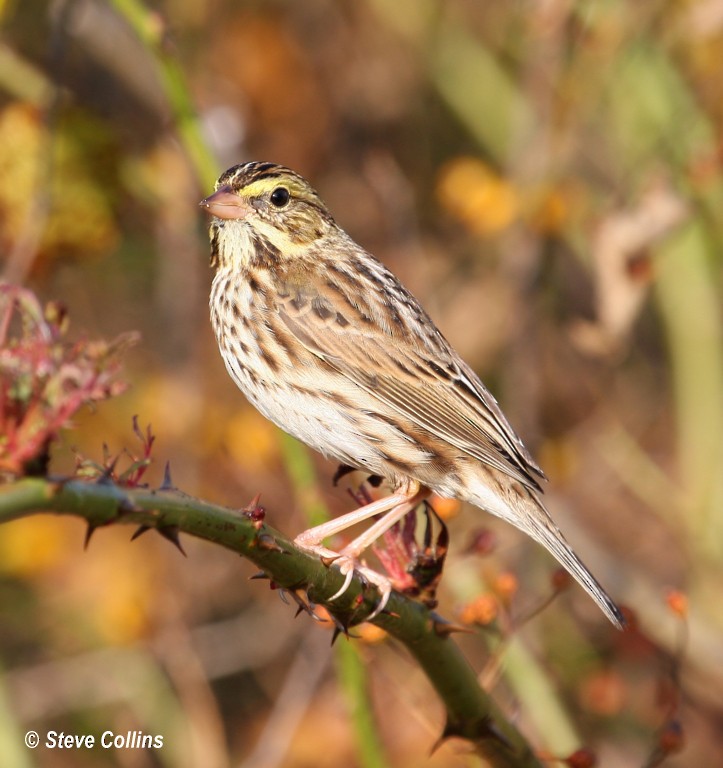 Savannah Sparrow - ML35873951