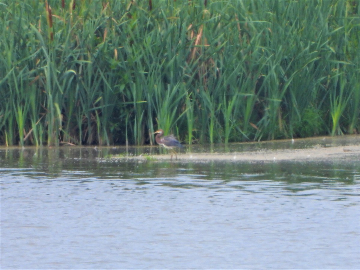 Tricolored Heron - ML358740671