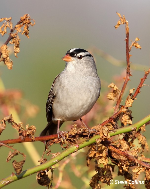 White-crowned Sparrow (leucophrys) - ML35874071