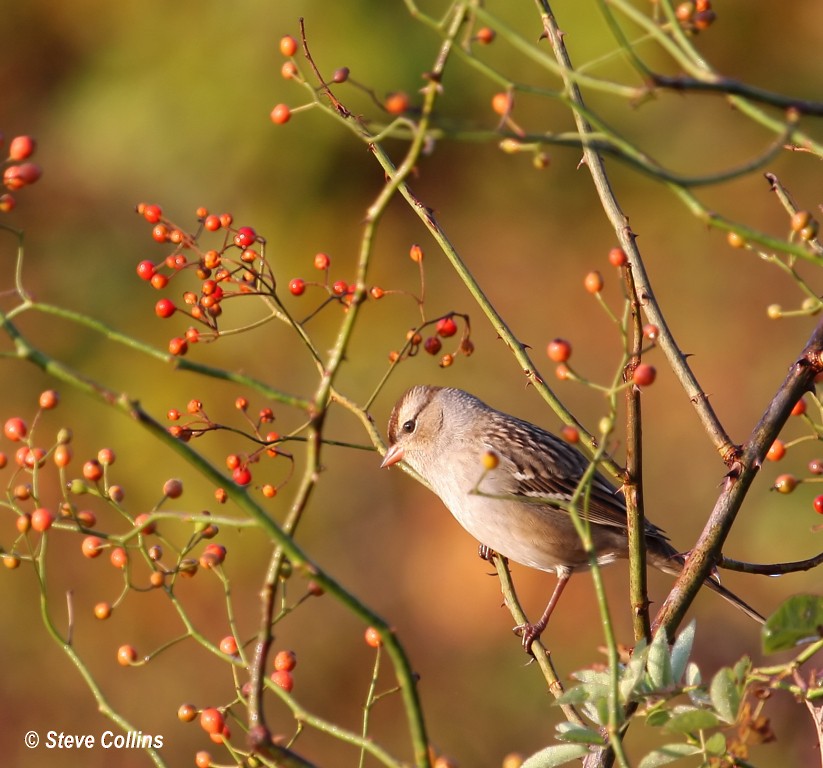 White-crowned Sparrow (leucophrys) - ML35874081