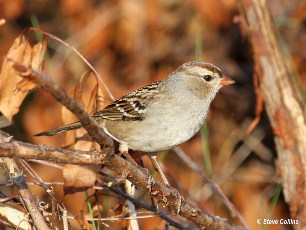 White-crowned Sparrow (leucophrys) - ML35874091