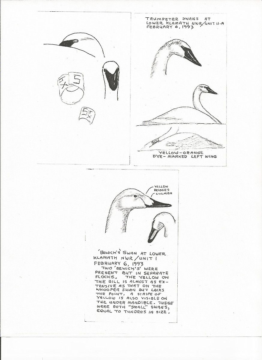 Trompeterschwan - ML358742461