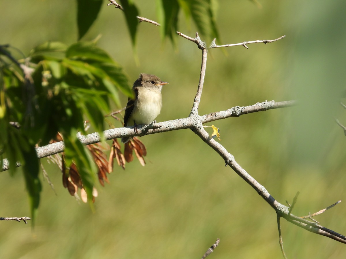 Willow Flycatcher - ML358742501