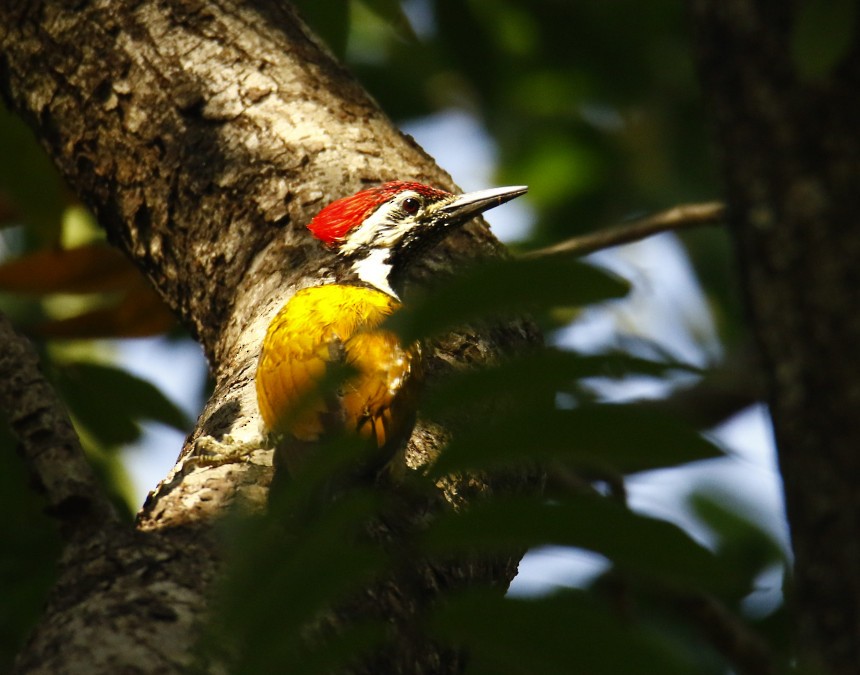 Black-rumped Flameback - ML358743121