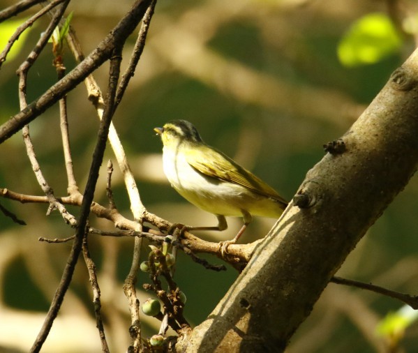 Western Crowned Warbler - ML358743231