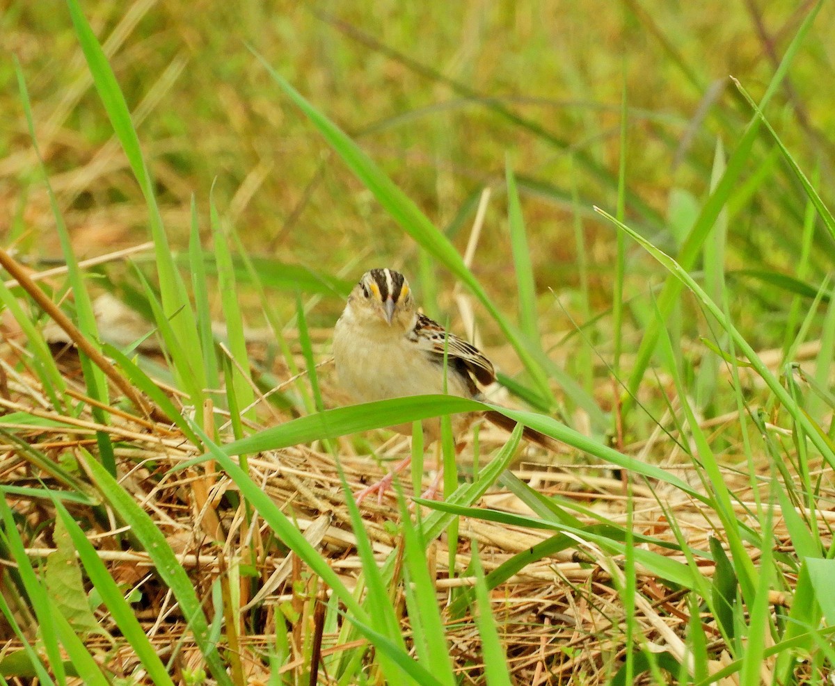 Grasshopper Sparrow - Sabrena Boekell