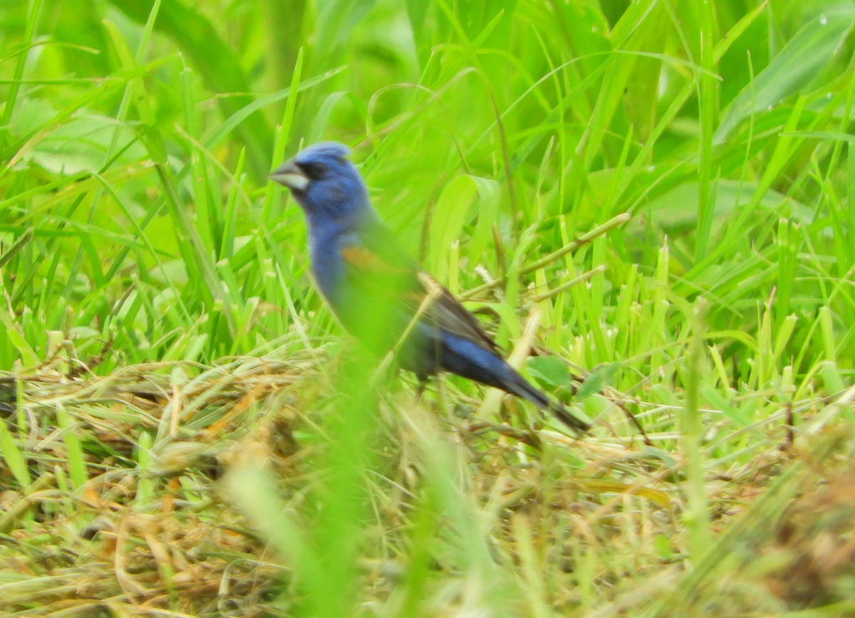 Guiraca bleu - ML358743731