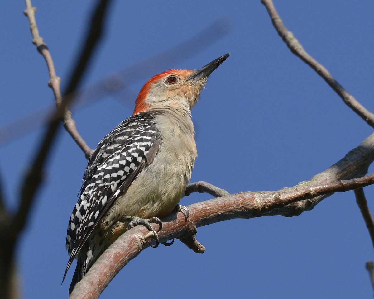 Red-bellied Woodpecker - ML358744031